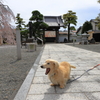 枝垂れとボク