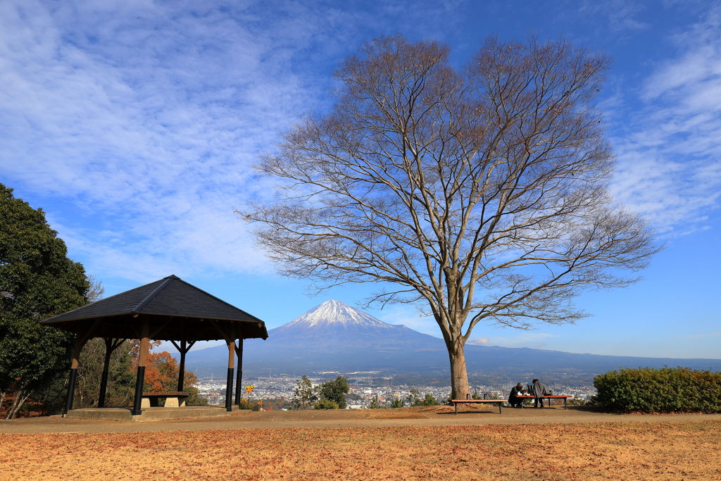 この木なんの木　気になる木