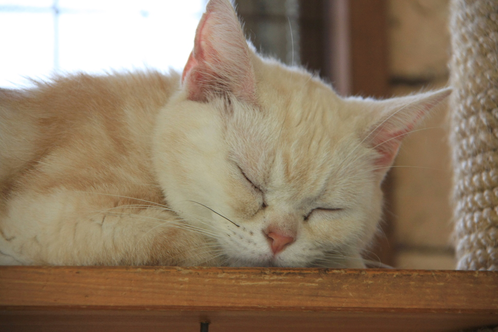 zzz～。