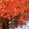 紅模様