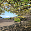 下之坊の藤　2