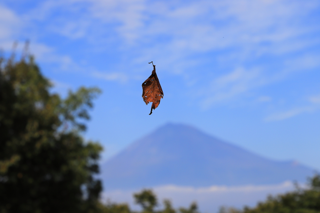 FUJIYAMA MAGIC