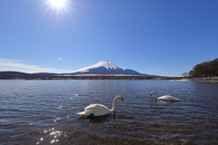 白鳥の湖　4