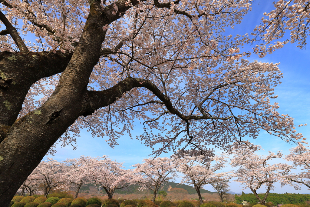 桜三昧