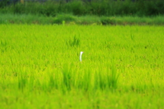 ポツンと