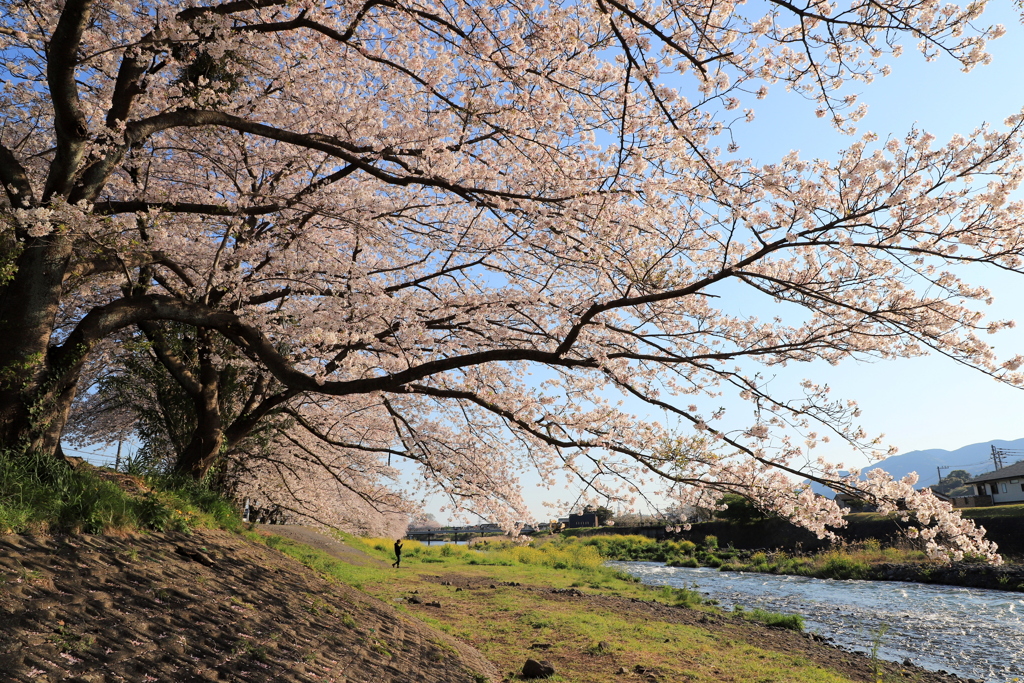 桜景３