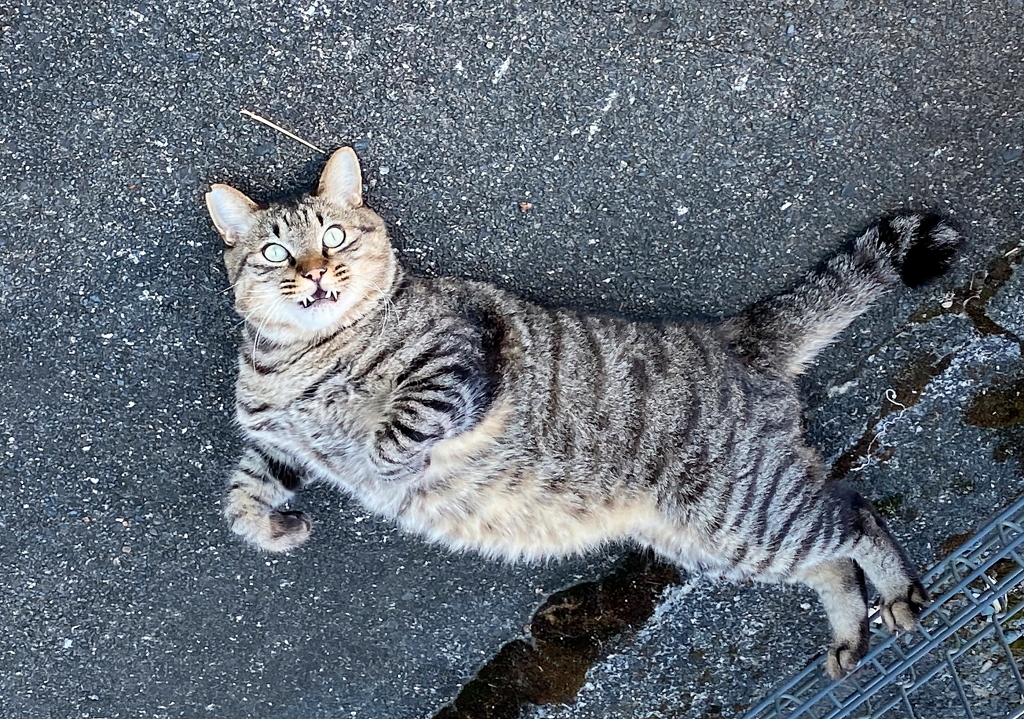 太ってますが、何か？。