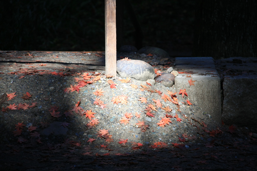 小國神社の秋　５