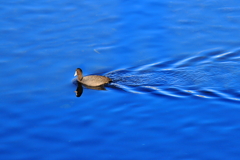 オオバンが行く