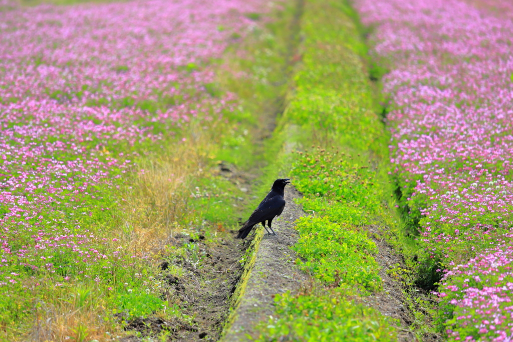 カラスの勝手でしょ！！。