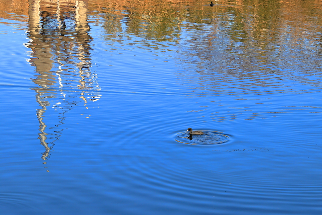 オオバンが行く　2