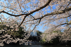 桜景２