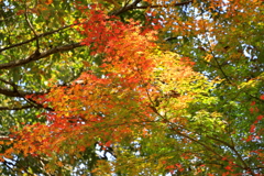 グラデーション