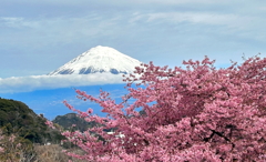 河津桜と富士