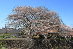 川沿いの桜　Ⅱ