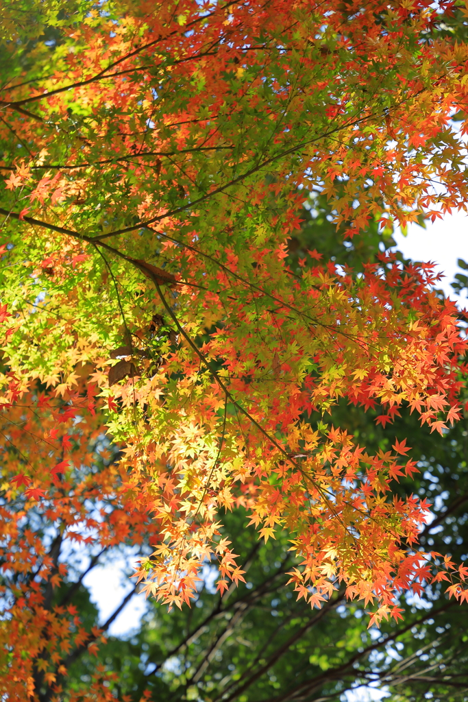 グラデーション　2