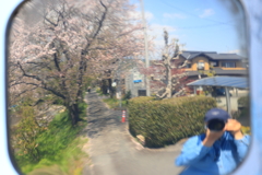 桜と自撮り
