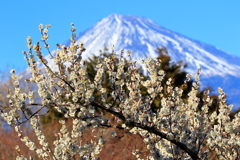 春はそこまで