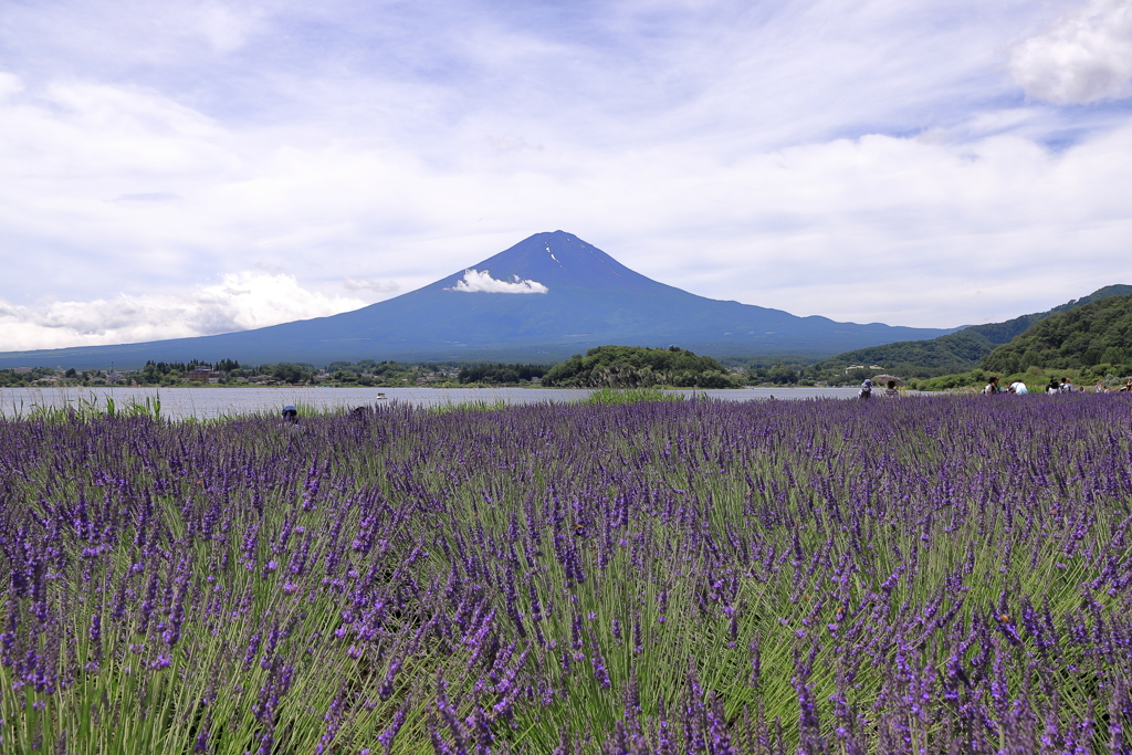 ラベンダーな富士