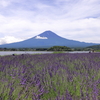 ラベンダーな富士