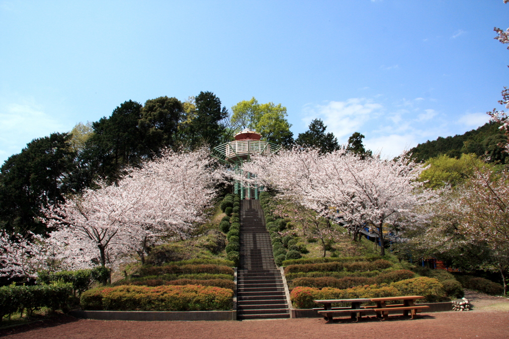 桜階段