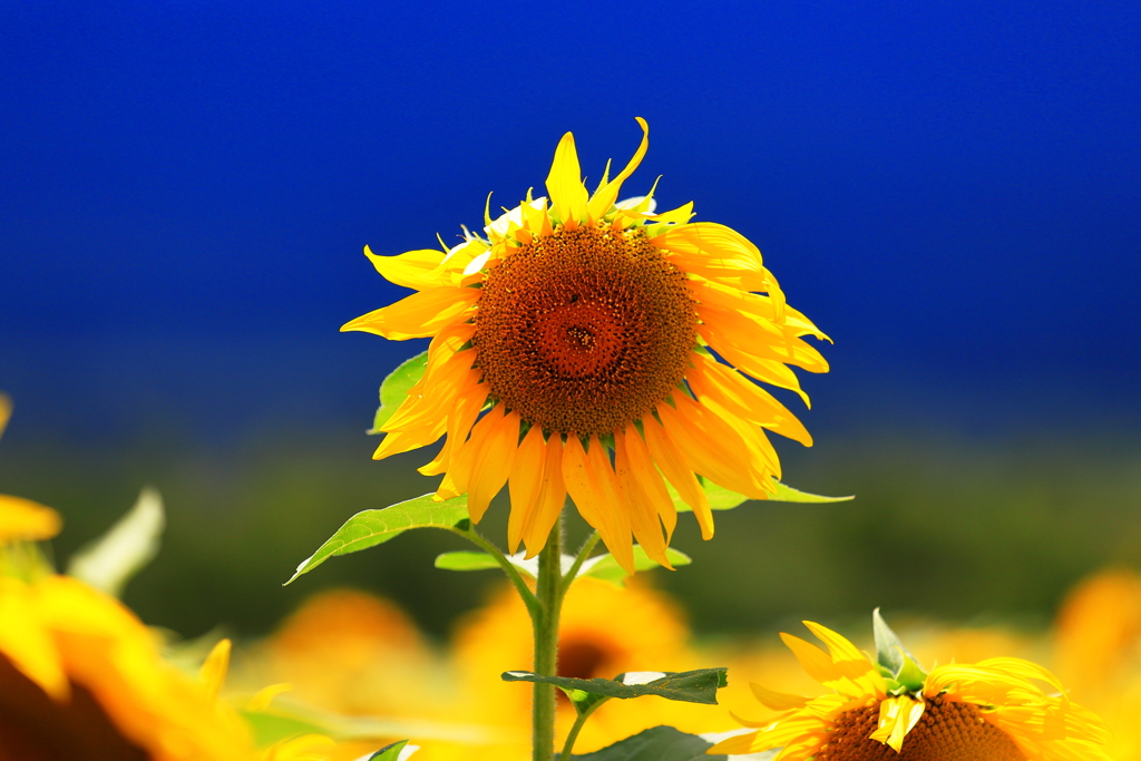 あっちぃ！！！。