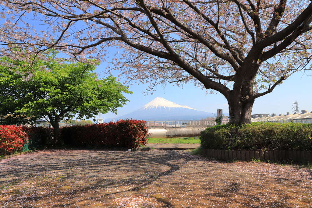 潤井川、春散歩　2