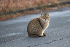 河川敷のにゃん　1