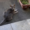 玄関開けたらニャン