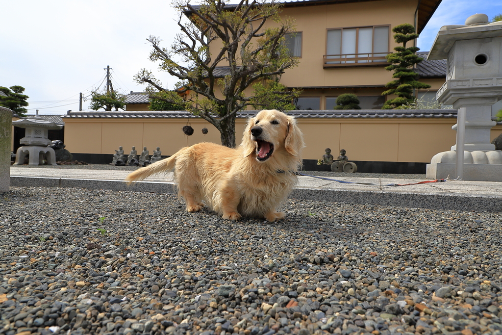 僕んち