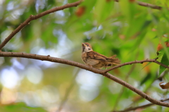 公園のスズメ　Ⅱ