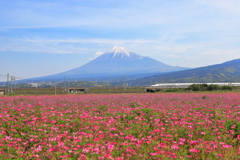 蓮華と富士