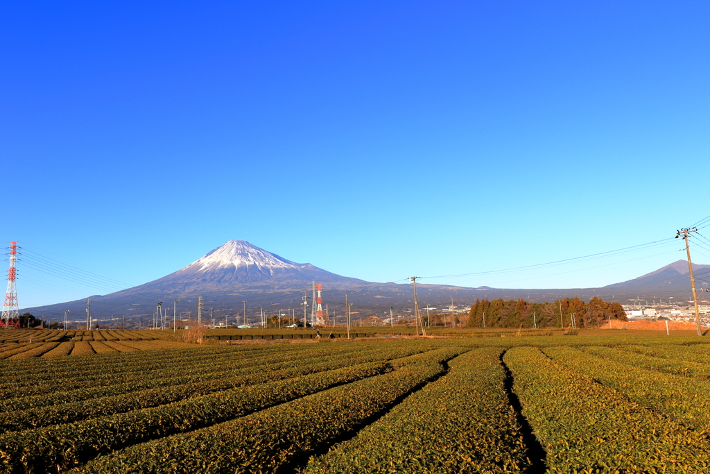 茶畑と富士山