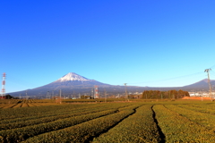 茶畑と富士山