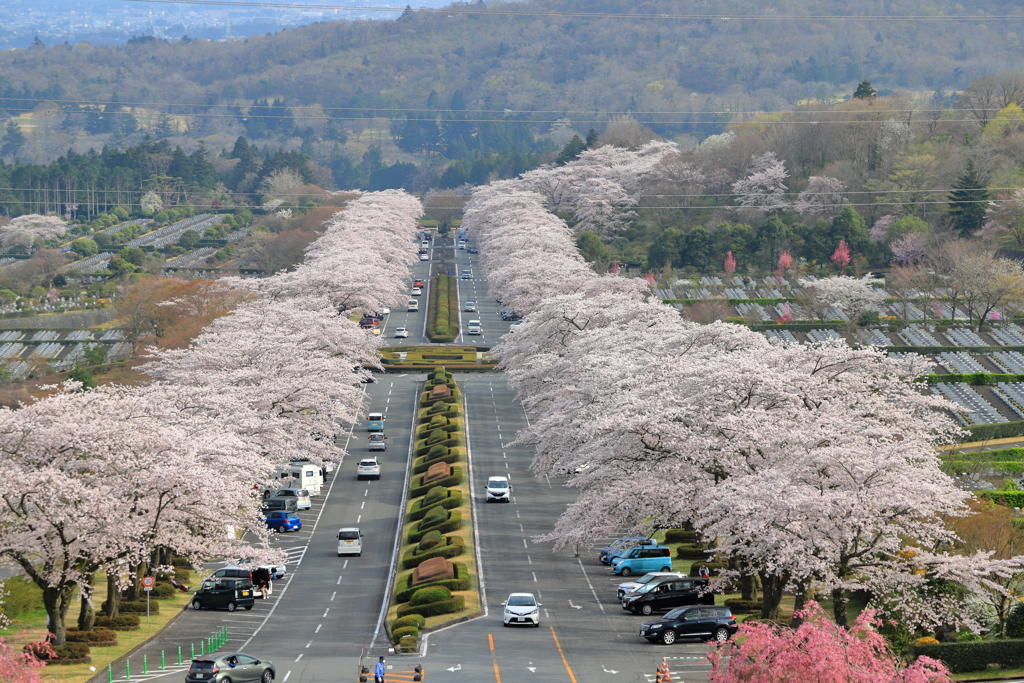 桜トンネル　１