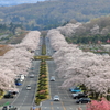 桜トンネル　１