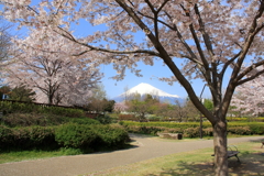 富士桜　2