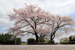 大石寺　桜景
