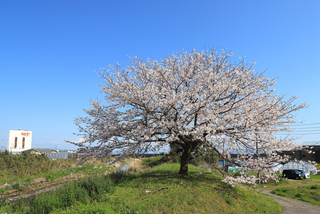 珈琲を飲みながら花見でも？