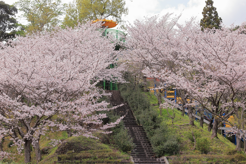 桜階段　2