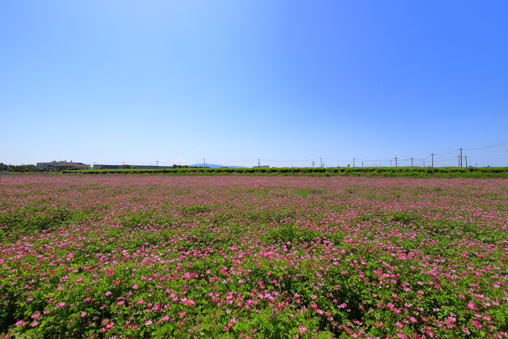 蓮華の季節