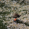 春に思う　2