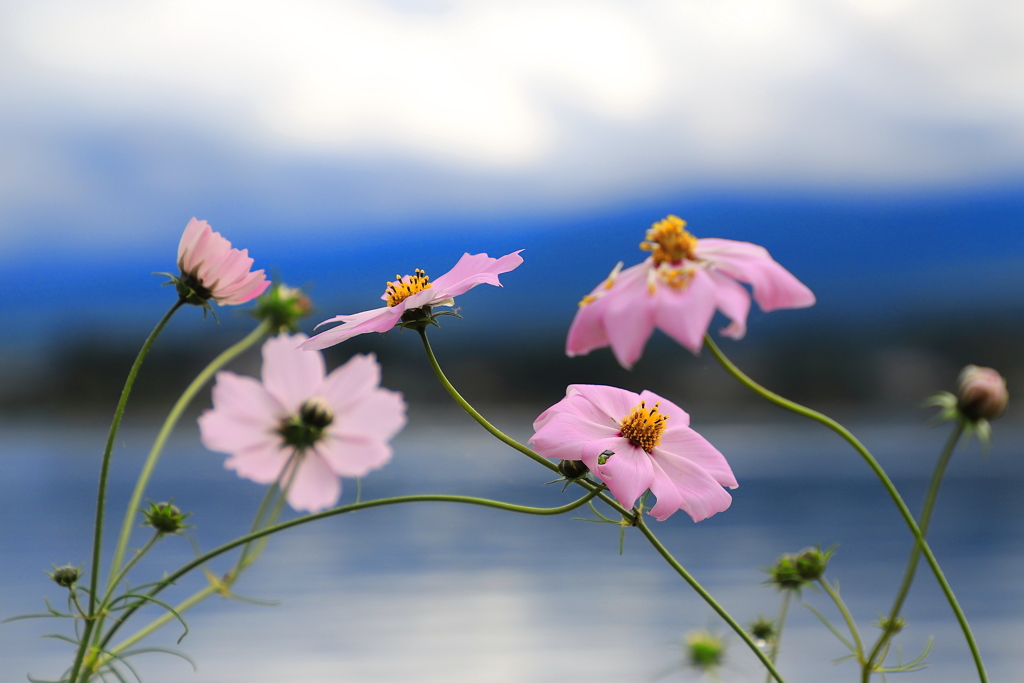 寄り添う秋桜