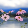 寄り添う秋桜