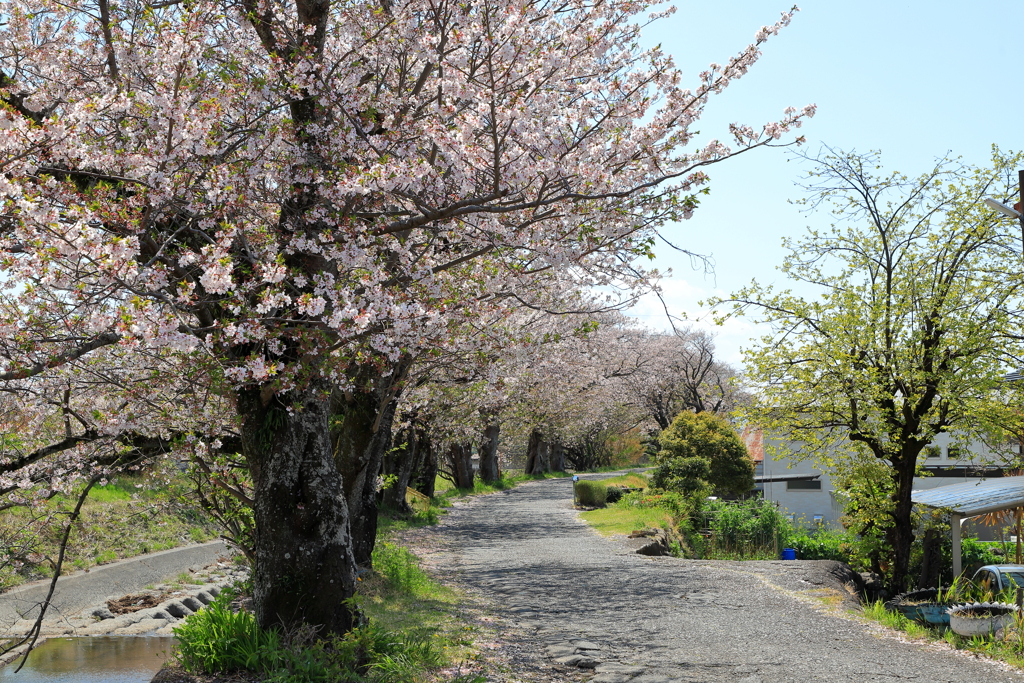 川沿いの桜
