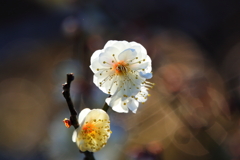 梅の花