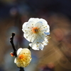 梅の花