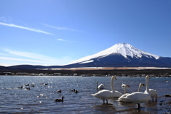 白鳥の湖　2