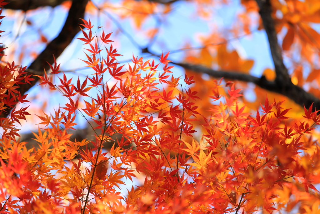 師走の紅葉