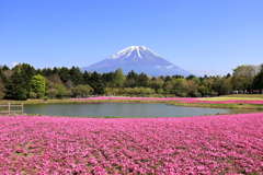 富士芝桜まつり